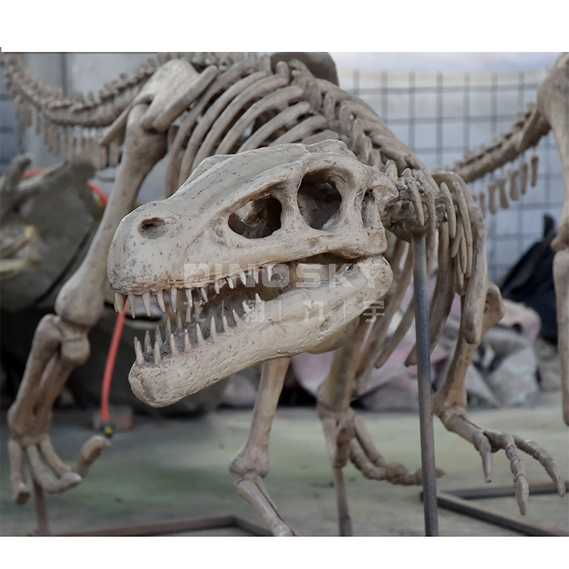 Science Exhibition Models - ATV&UTVResin Raptor Skeleton Fossils Dinosaur Model