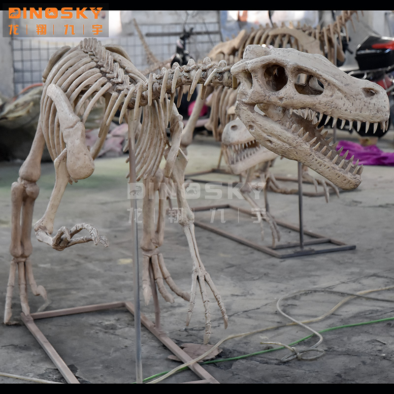 ATV&UTVResin Raptor Skeleton F - Science Exhibition Models 评论和价格